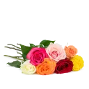 Ekvádorská růže 80 cm na přání